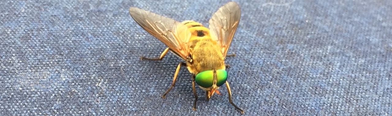 Die goldene Fliege mit den grünen Augen
